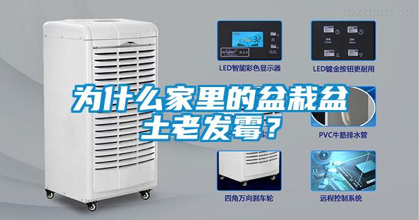 為什么家里的盆栽盆土老發霉?