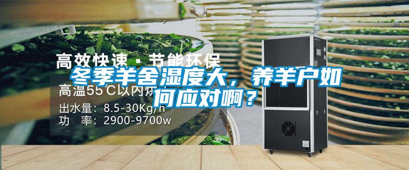 冬季羊舍濕度大,養(yǎng)羊戶如何應(yīng)對啊?