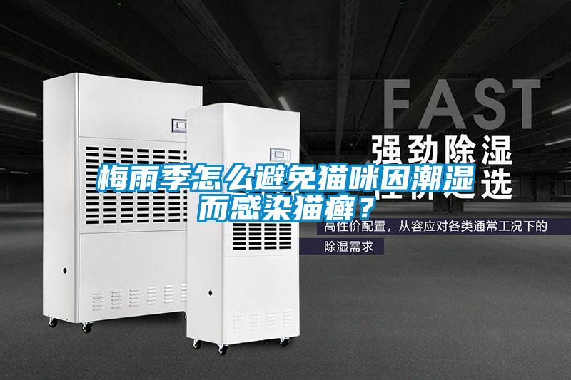 梅雨季怎么避免貓咪因潮濕而感染貓癬?