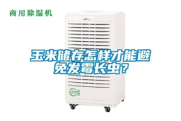 玉米儲存怎樣才能避免發霉長蟲?